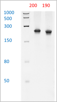 Up to 180 nt RNA oligo synthesis with high purity